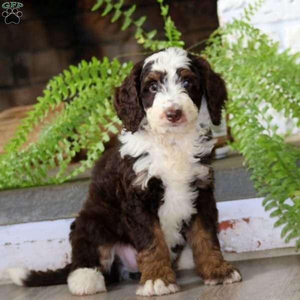Gina, Mini Bernedoodle Puppy