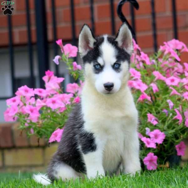 Gina, Siberian Husky Puppy