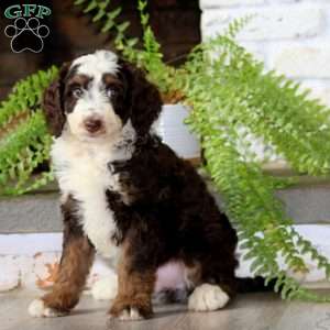 Gina, Mini Bernedoodle Puppy