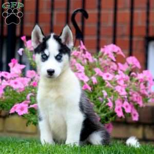 Gina, Siberian Husky Puppy