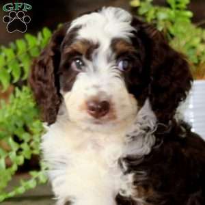 Gina, Mini Bernedoodle Puppy
