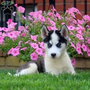 Gina, Siberian Husky Puppy
