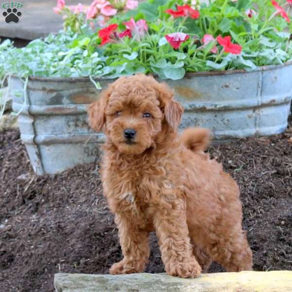 Ginger, Miniature Poodle Puppy