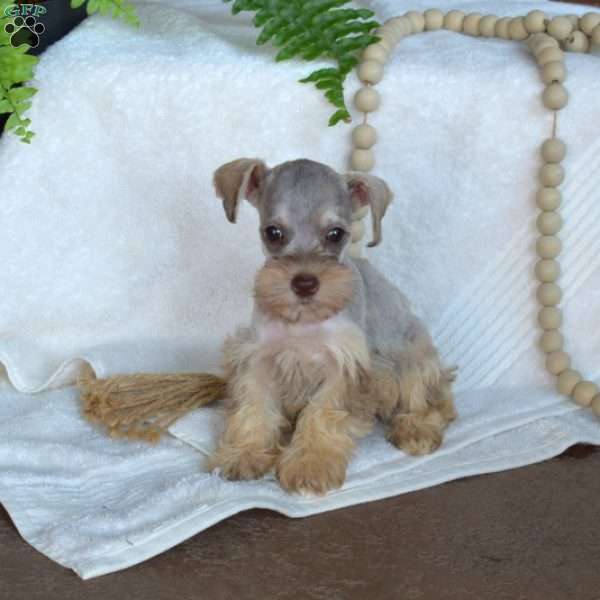 Ginger, Miniature Schnauzer Puppy