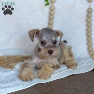 Ginger, Miniature Schnauzer Puppy