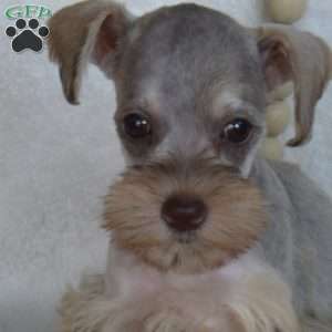 Ginger, Miniature Schnauzer Puppy