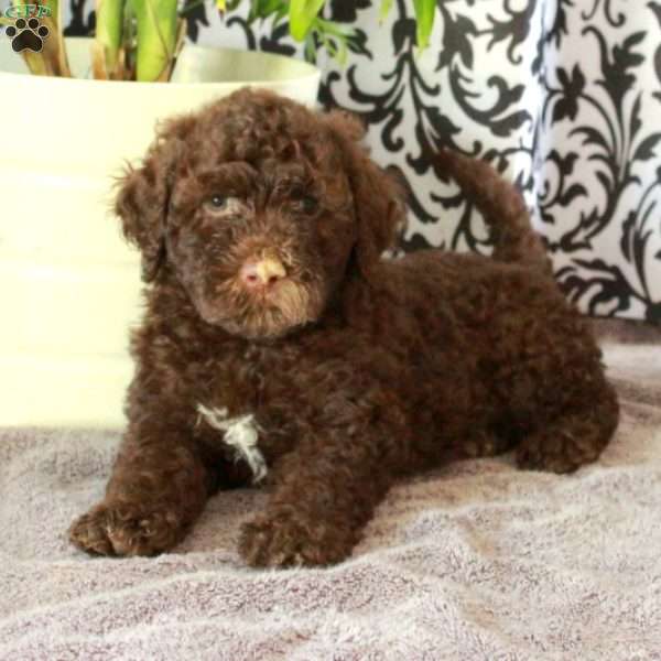Ginny, Portuguese Water Dog Puppy