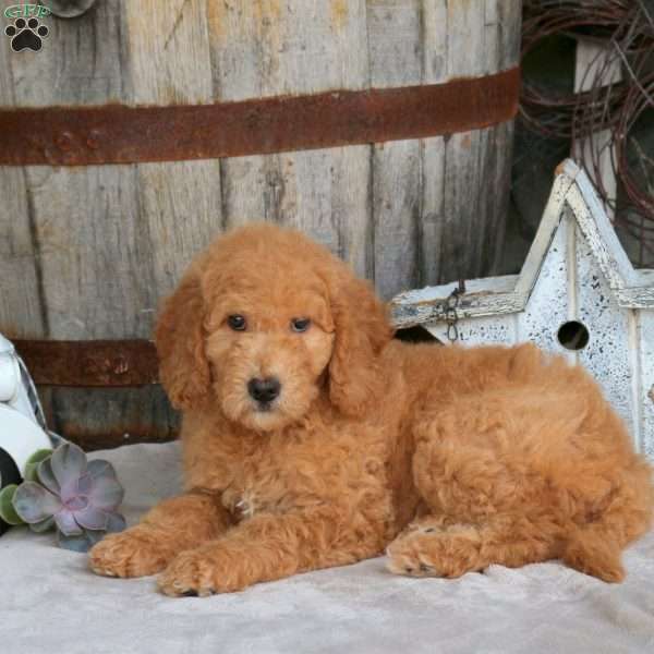 Ginny, Goldendoodle Puppy