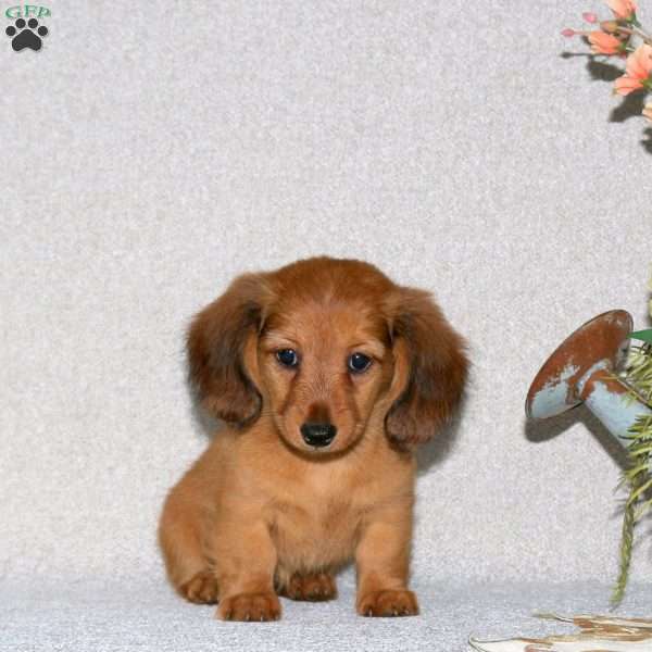 Ginny-Mini Long Haired, Dachshund Puppy