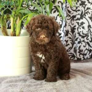 Ginny, Portuguese Water Dog Puppy