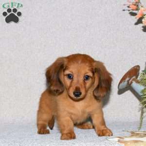 Ginny-Mini Long Haired, Dachshund Puppy