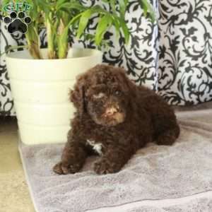 Ginny, Portuguese Water Dog Puppy