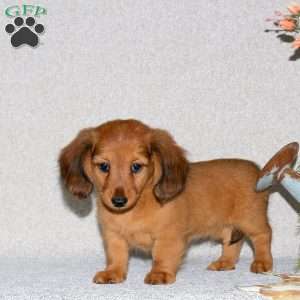 Ginny-Mini Long Haired, Dachshund Puppy