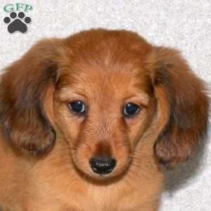 Ginny-Mini Long Haired, Dachshund Puppy