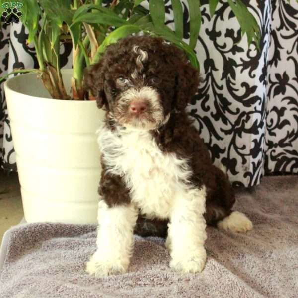 Giselle, Portuguese Water Dog Puppy