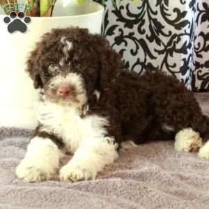 Giselle, Portuguese Water Dog Puppy