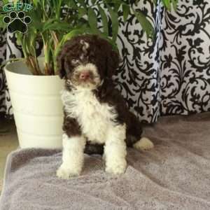 Giselle, Portuguese Water Dog Puppy