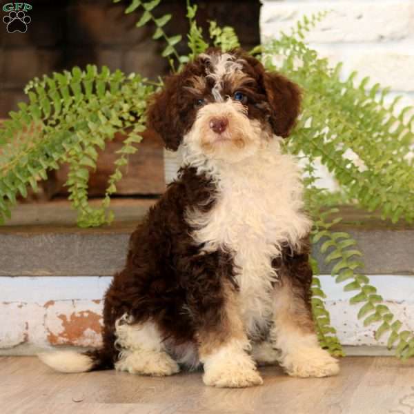 Glen, Mini Bernedoodle Puppy