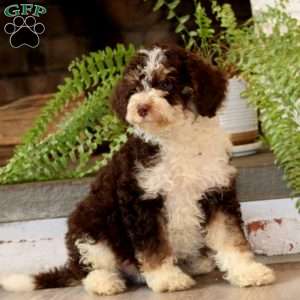 Glen, Mini Bernedoodle Puppy