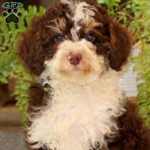 Glen, Mini Bernedoodle Puppy