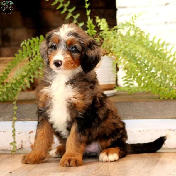 Glenda, Mini Bernedoodle Puppy