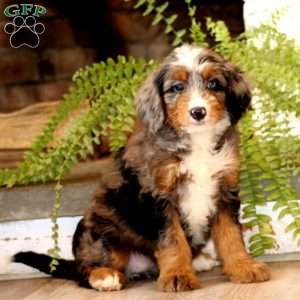Glenda, Mini Bernedoodle Puppy