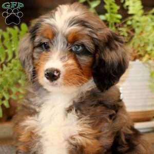Glenda, Mini Bernedoodle Puppy