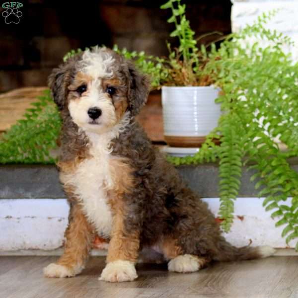Gloria, Mini Bernedoodle Puppy