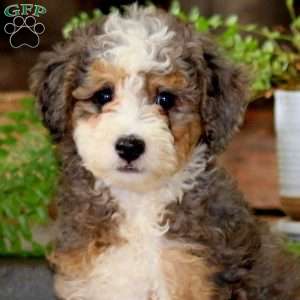 Gloria, Mini Bernedoodle Puppy