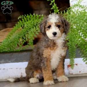Gloria, Mini Bernedoodle Puppy