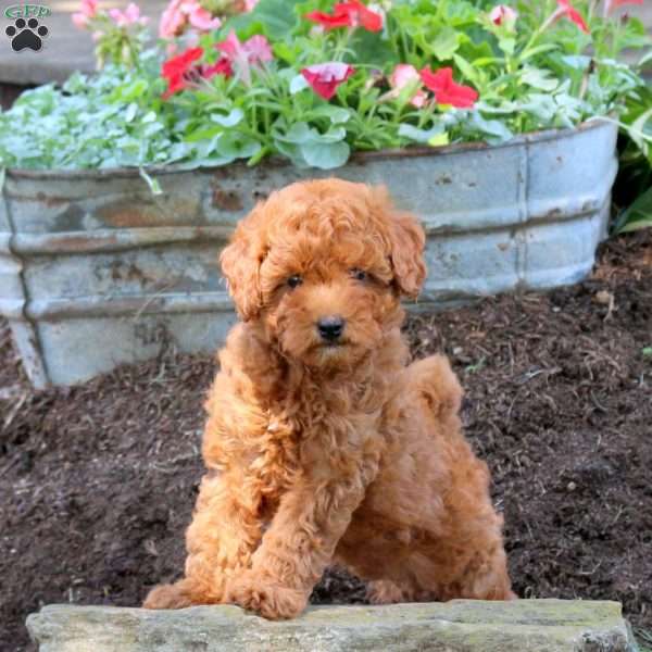 Glory, Miniature Poodle Puppy