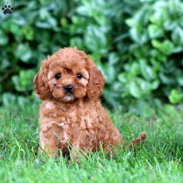 Glow, Cavapoo Puppy