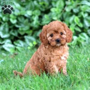 Glow, Cavapoo Puppy
