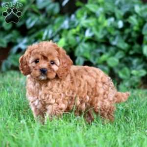 Glow, Cavapoo Puppy