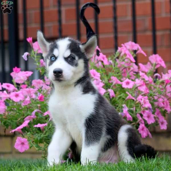 Glow, Siberian Husky Puppy