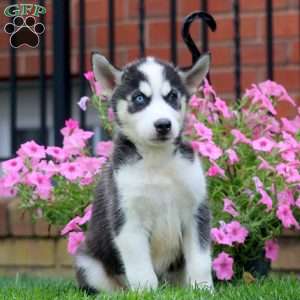 Glow, Siberian Husky Puppy