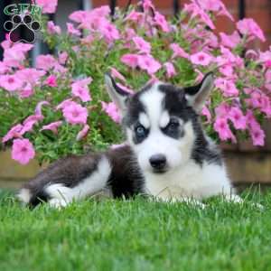 Glow, Siberian Husky Puppy