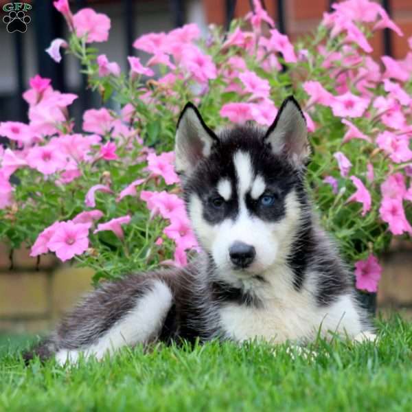 Gold, Siberian Husky Puppy