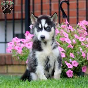 Gold, Siberian Husky Puppy