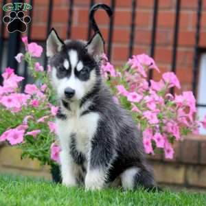 Gold, Siberian Husky Puppy