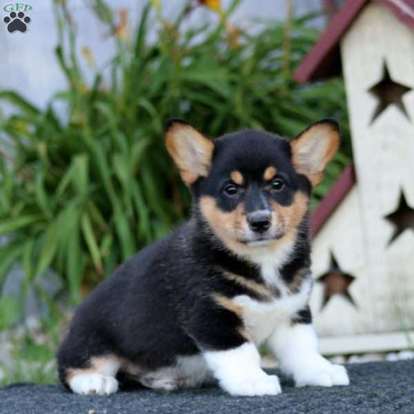 Goldie, Pembroke Welsh Corgi Puppy