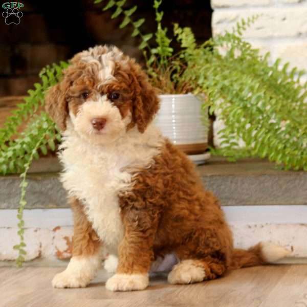 Goldie, Mini Bernedoodle Puppy