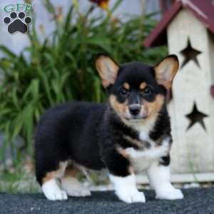 Goldie, Pembroke Welsh Corgi Puppy