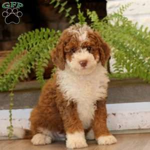Goldie, Mini Bernedoodle Puppy
