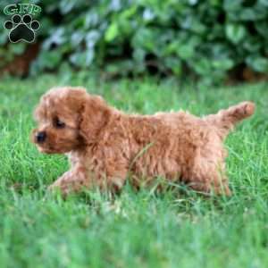 Goldie, Cavapoo Puppy