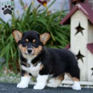 Goldie, Pembroke Welsh Corgi Puppy