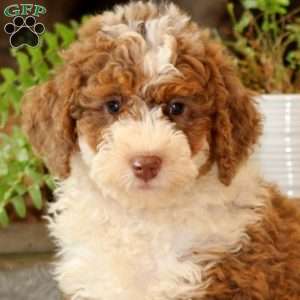 Goldie, Mini Bernedoodle Puppy