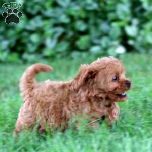 Goldie, Cavapoo Puppy