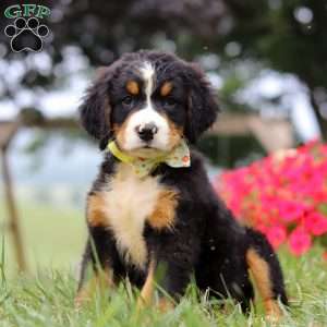 Goliath, Bernese Mountain Dog Puppy
