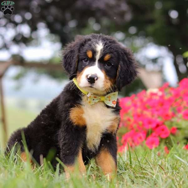 Goliath, Bernese Mountain Dog Puppy
